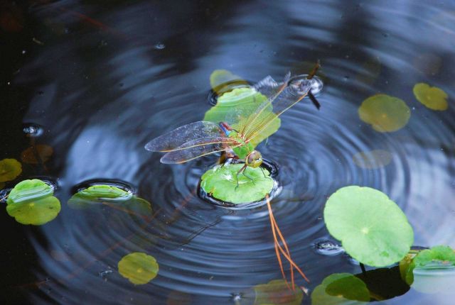 Dragonfly on a lily pad. Picture