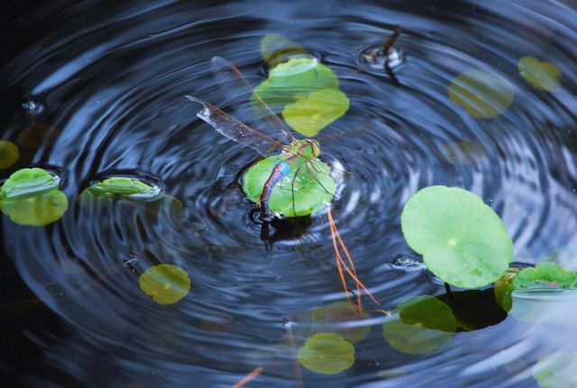 Dragonfly on a lily pad. Picture