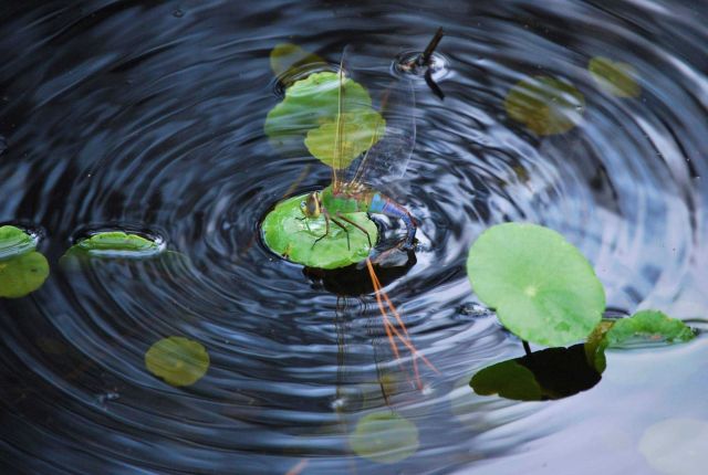Dragonfly on a lily pad. Picture