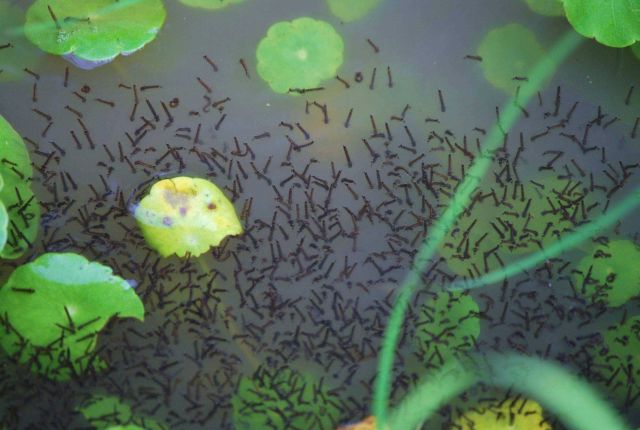 Mosquito larvae in a storm puddle. Picture