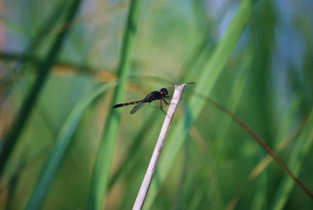 A damselfly at Parkers Creek. Picture