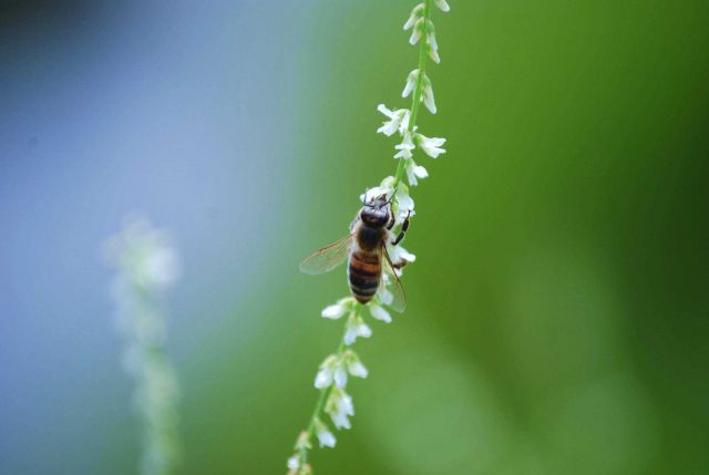 A honey bee in a Patuxent River marsh. Picture