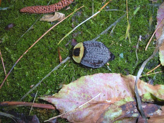 An American carrion beetle (Necrophilia americana) Picture