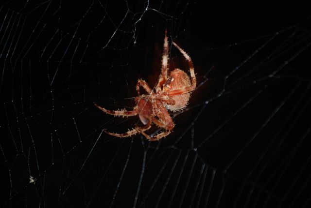 An orb spider. Picture