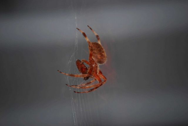 An orb spider with prey. Picture