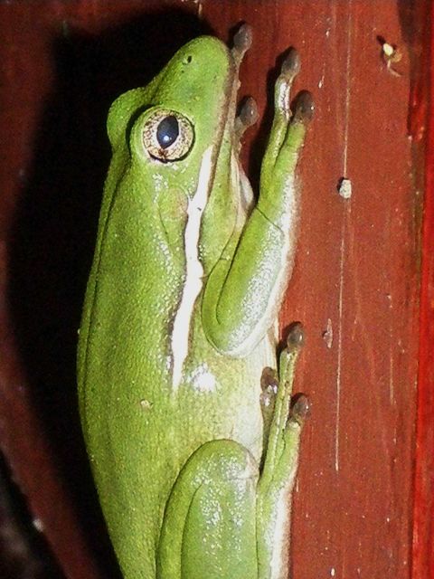 A tree frog on a shed door. Picture