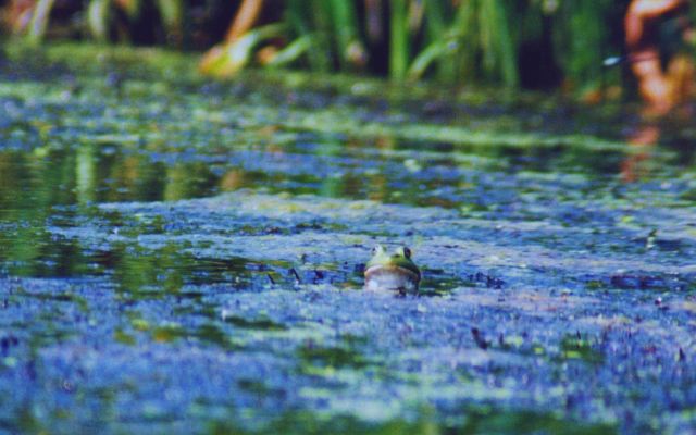 Frog in a Patuxent River marsh observing photographer. Picture