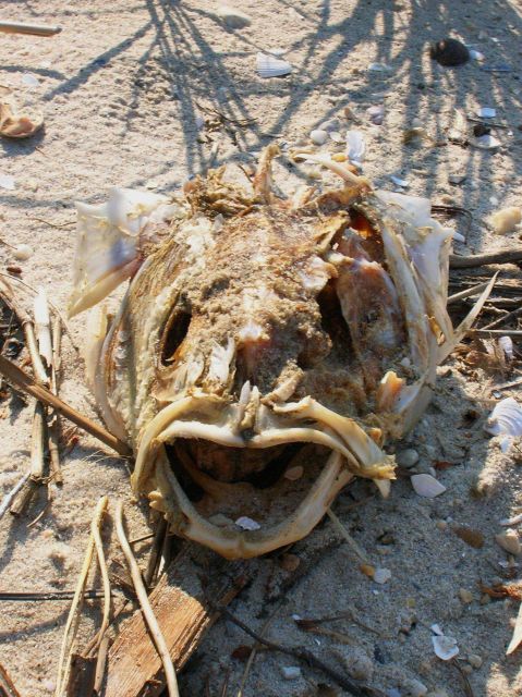 Fish remains on the shore of the river Picture