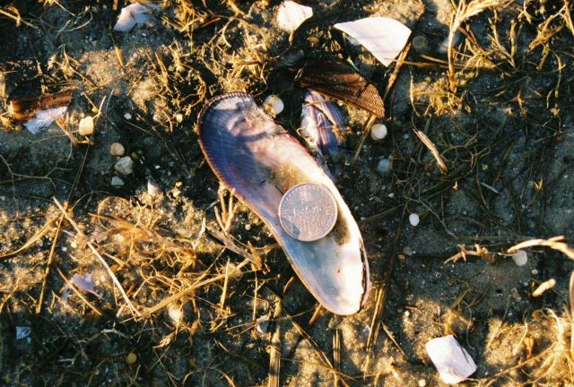 A large razor clam on the beach Picture