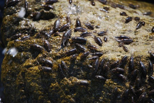 Sea roach (Ligia exotica) - a non-indigenous species Picture