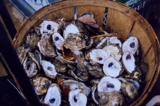 Basket of shucked oyster shells ready for return to Chesapeake Bay Picture