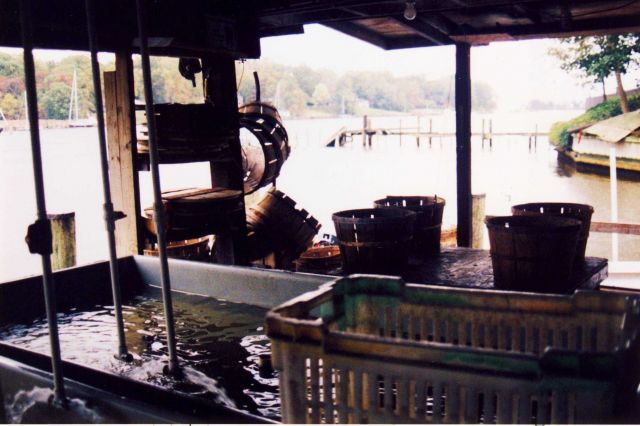 An oyster processing station Picture