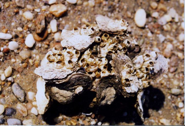 A cluster of oysters with attached barnacles Picture