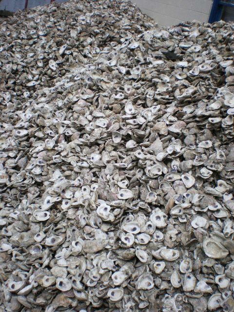 Oyster shells to be used in hatchery tanks Picture