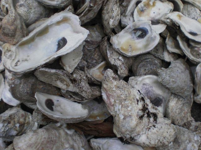 Oyster shells to be used in hatchery tanks Picture