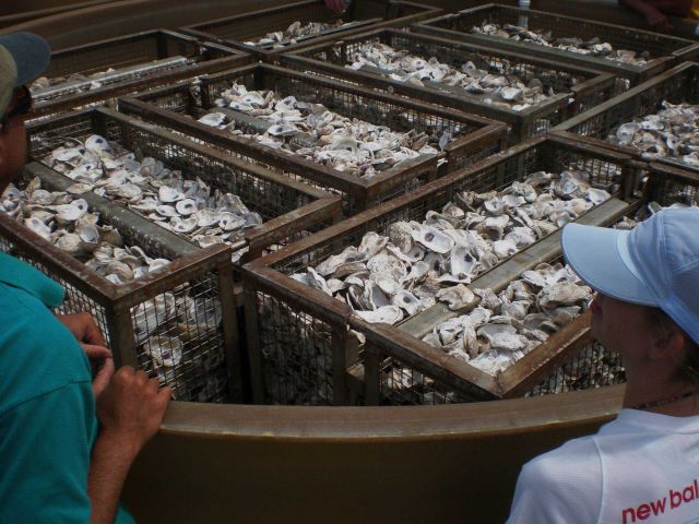 Chesapeake Bay Foundation oyster hatchery tanks Picture