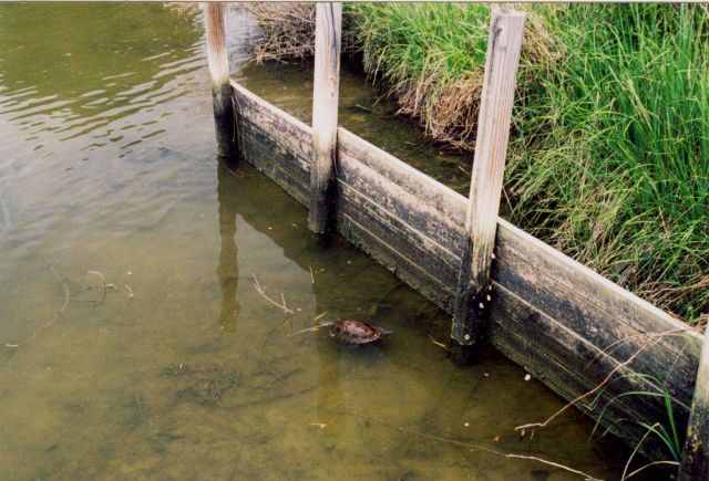 Terrapin swimming in the Patuxent River Picture
