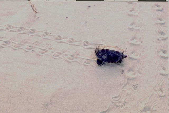 Terrapin making tracks in the sand Picture