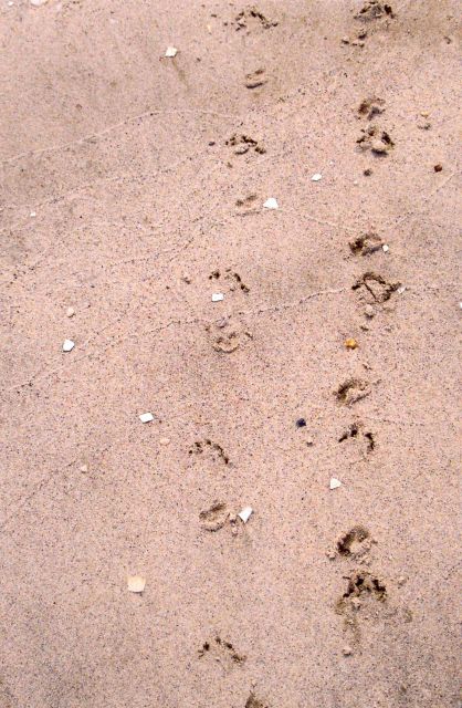 Terrapin tracks in wet sand Picture
