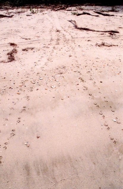 Terrapin tracks to a nesting site and back Picture