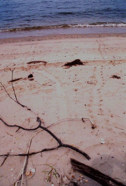 Terrapin tracks from a nesting site Picture