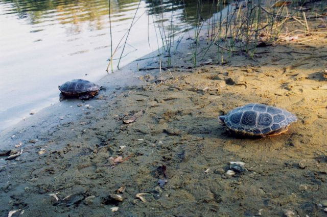 Terrapin on beach Picture