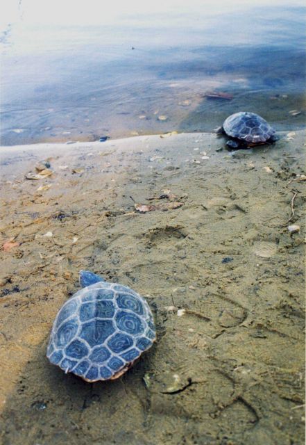 Terrapin on beach Picture