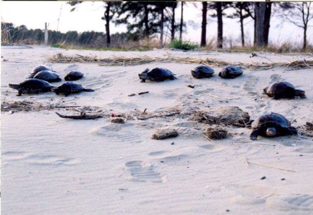 Terrapin on beach Picture