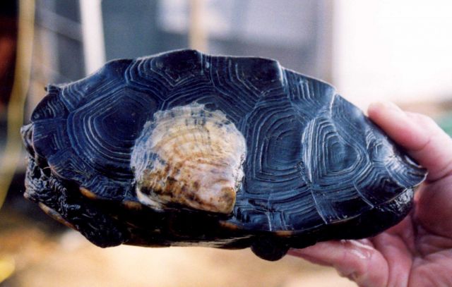 Commensalism - oyster on terrapin Picture