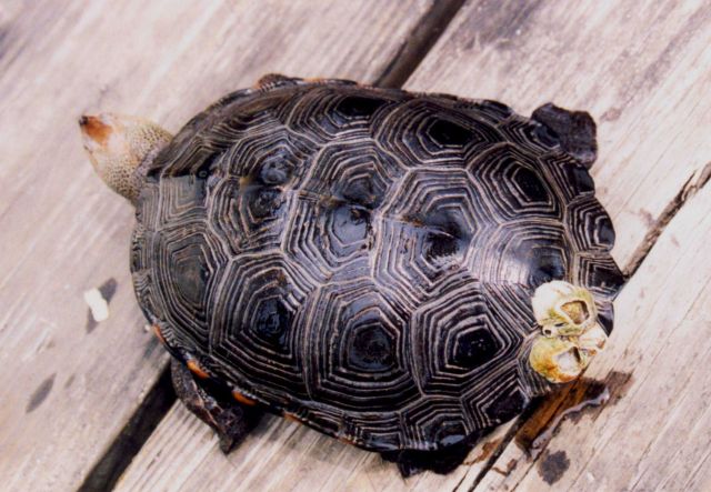 Commensalism - barnacles on terrapin Picture