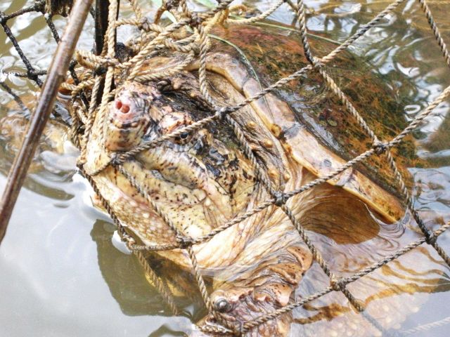 Large snapping turtle caught in trap Picture