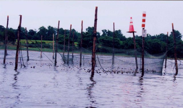 Hundreds of terrapins in a pound net Picture