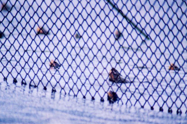 Captive terrapins in pound net Picture