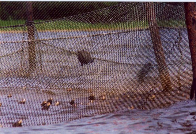 Captive terrapins attempting to escape black tide caused by harmful algal bloom of Karlodinium micrum. Picture