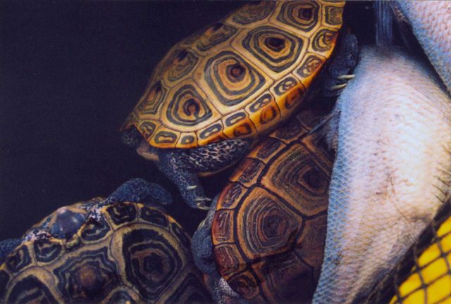 Fish and terrapins trapped in a net Picture