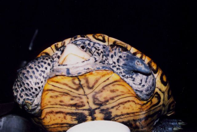 Terrapin with amputated foot from probable encounter with net Picture