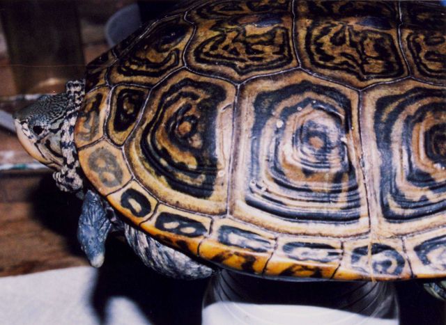 Terrapin with amputated foot from probable encounter with net Picture
