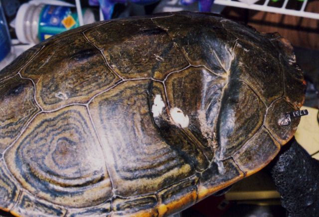 Terrapin with a healed carapace scar Picture