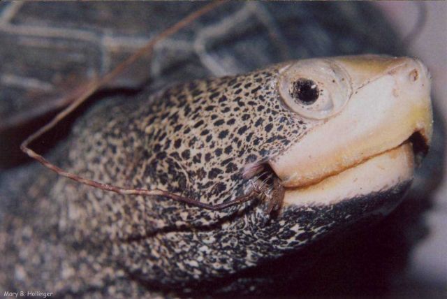 Terrapin with fish hook lodged in mouth Picture