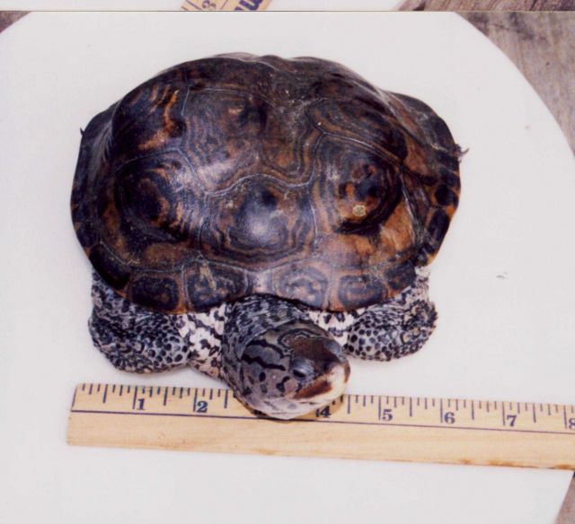 Diamondback terrapin with abnormal growth pattern Picture