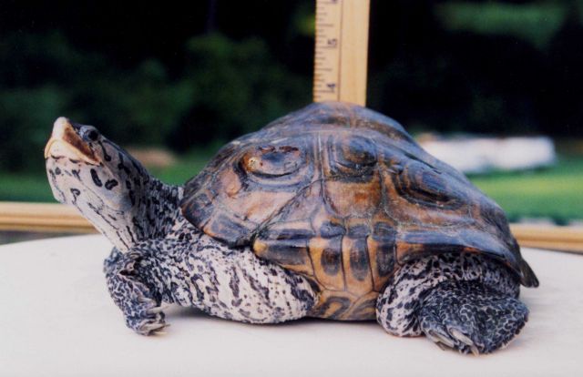 Diamondback terrapin with abnormal growth pattern Picture
