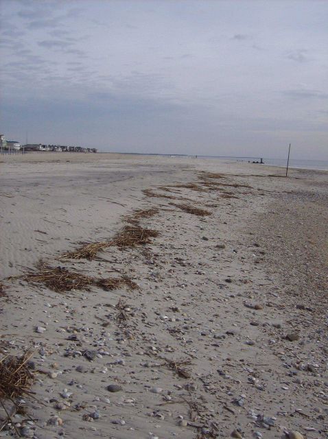 Tide line with shells, rocks, and vegetative debris marking the extent of high tide Picture
