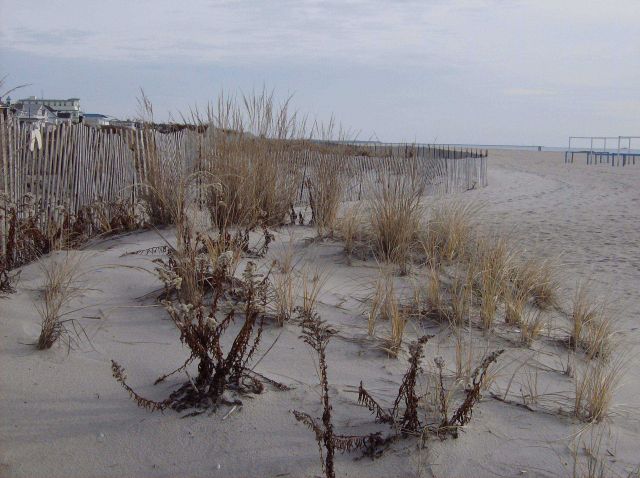 Dunes at Cape May Picture