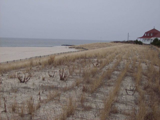 Dunes at Cape May Picture