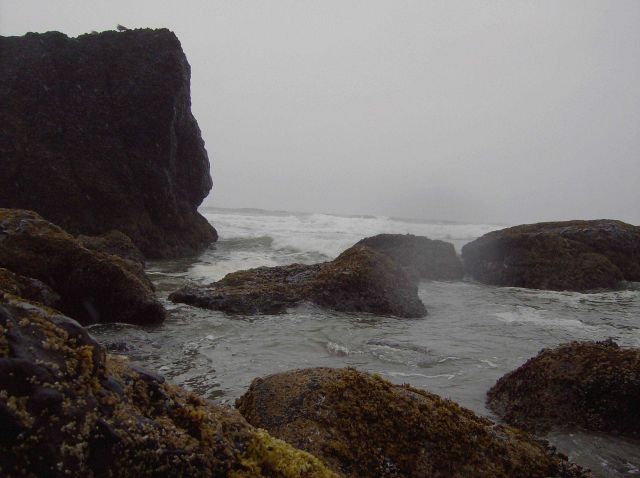 Rocks, surf, fog, seaweed, and tide pools at Ecola State Park. Picture