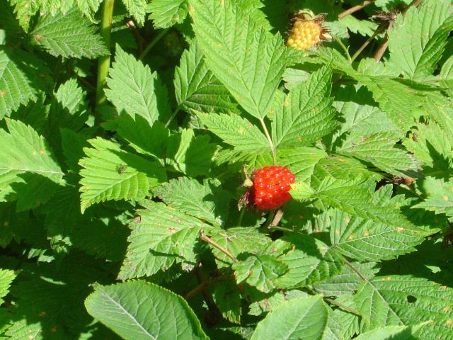 Salmon berries Picture