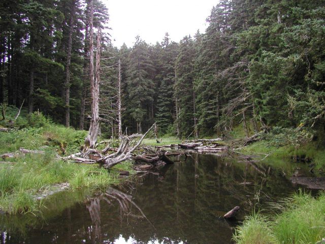 A creek leading into the forest on Spruce Island Picture