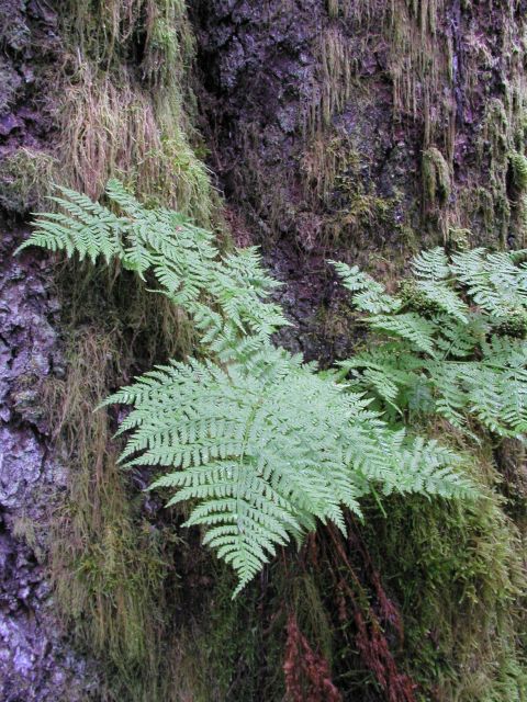 Ferns, moss, and bark in the forest on Spruce Island Picture