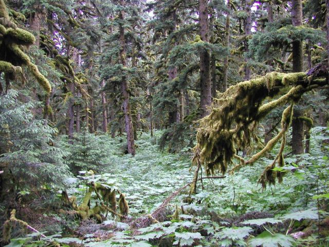 Devil's club on forest floor, large spruce, and moss in rain forest environment of Spruce Island Picture