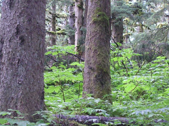 Devil's club on forest floor, large spruce, and moss in rain forest environment of Spruce Island Picture